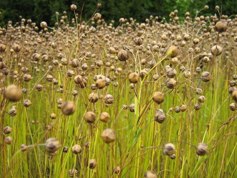 Модели смартфонов с высоким разрешением